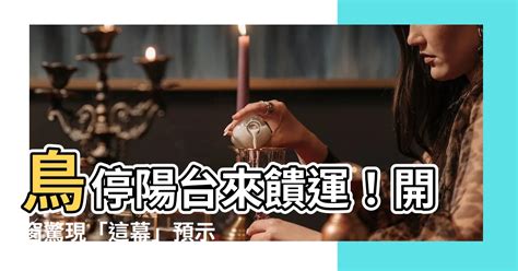 陽台有死掉的小鳥|陽台驚現死鳥！怎辦？